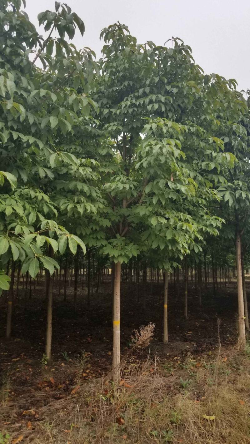 梭罗树苗，七叶树，绿化苗木，基地发货，规格齐全，价格合理