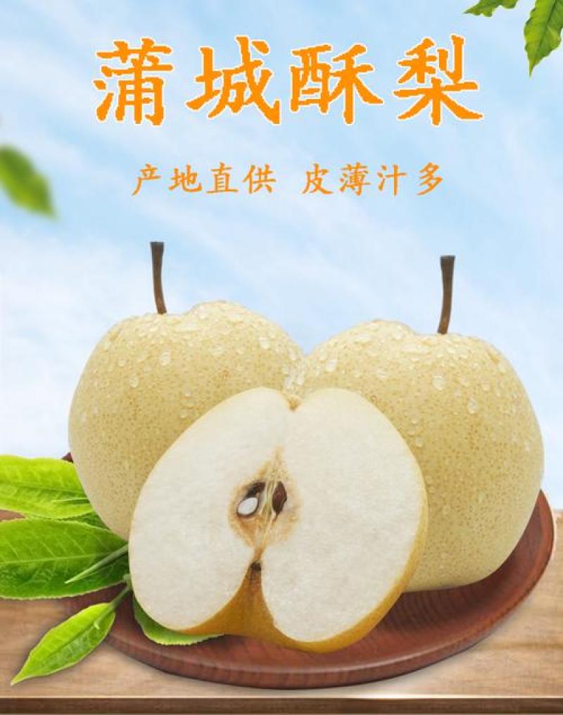 蒲城酥梨