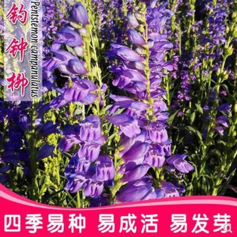 钓钟柳种子象牙红吊钟柳花卉种子阳台草花种子景观花海花种子