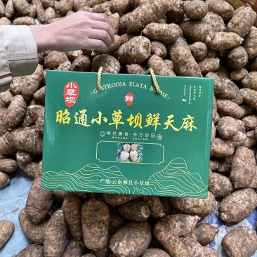 正宗小草坝鲜天麻