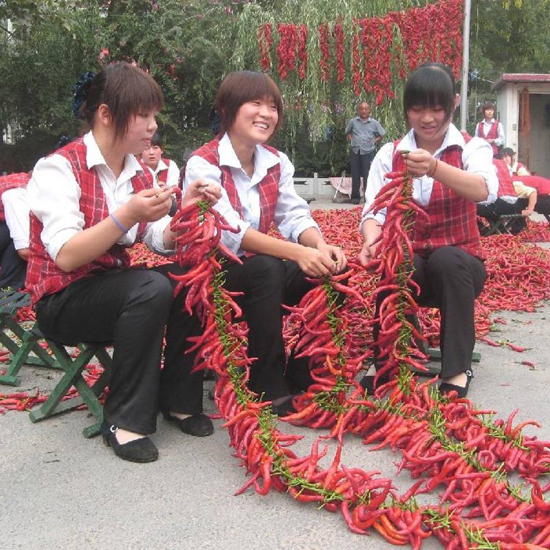 同乐羊角红软皮薄皮羊角椒高产辣椒种子10克袋装包邮