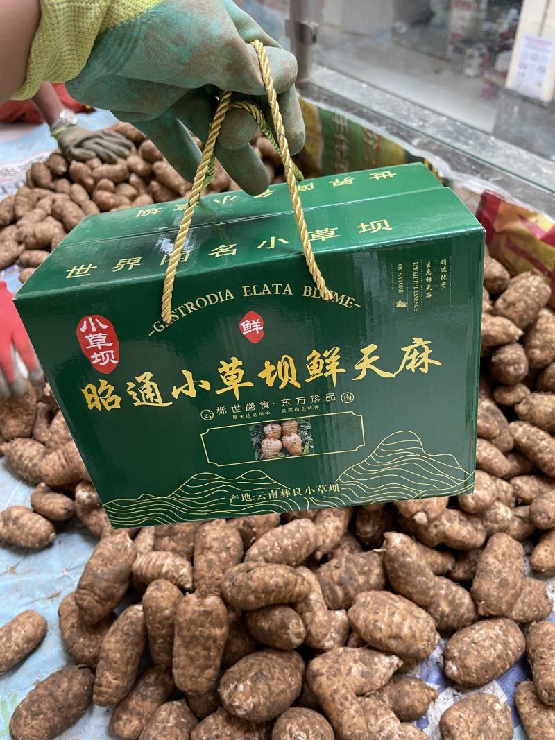 正宗小草坝鲜天麻