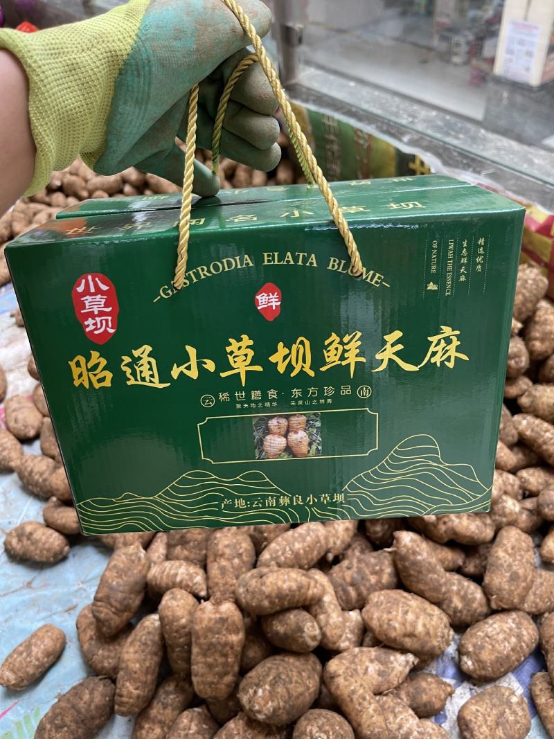 正宗小草坝鲜天麻