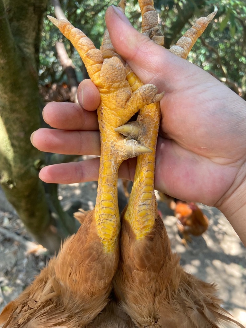 钦州北区🌽玉米粉料阉鸡