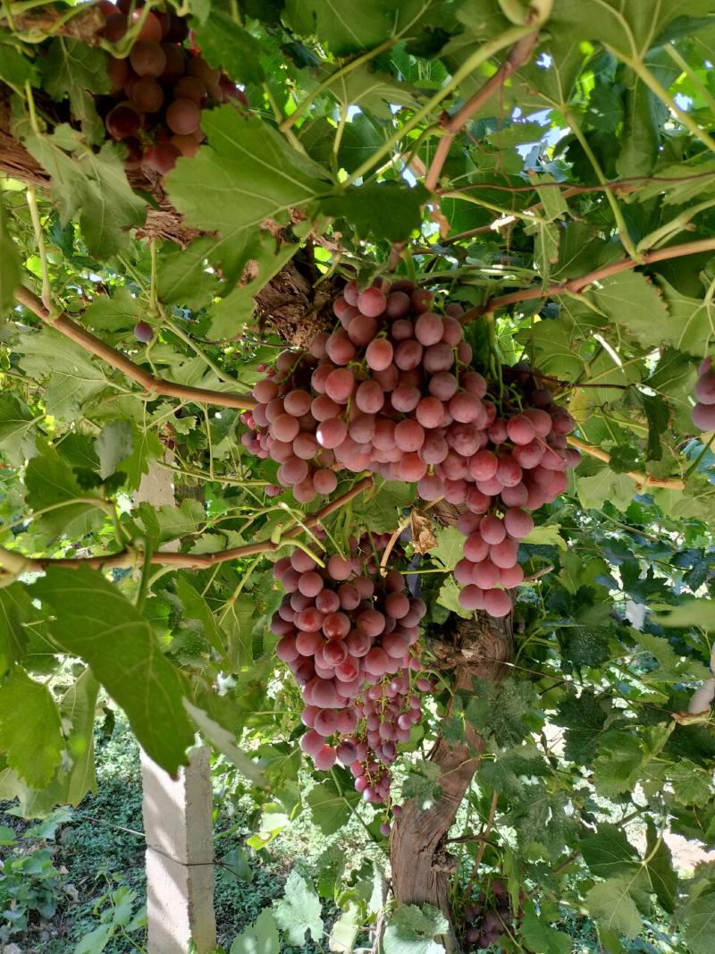 敦煌色泽鲜艳，红提葡萄