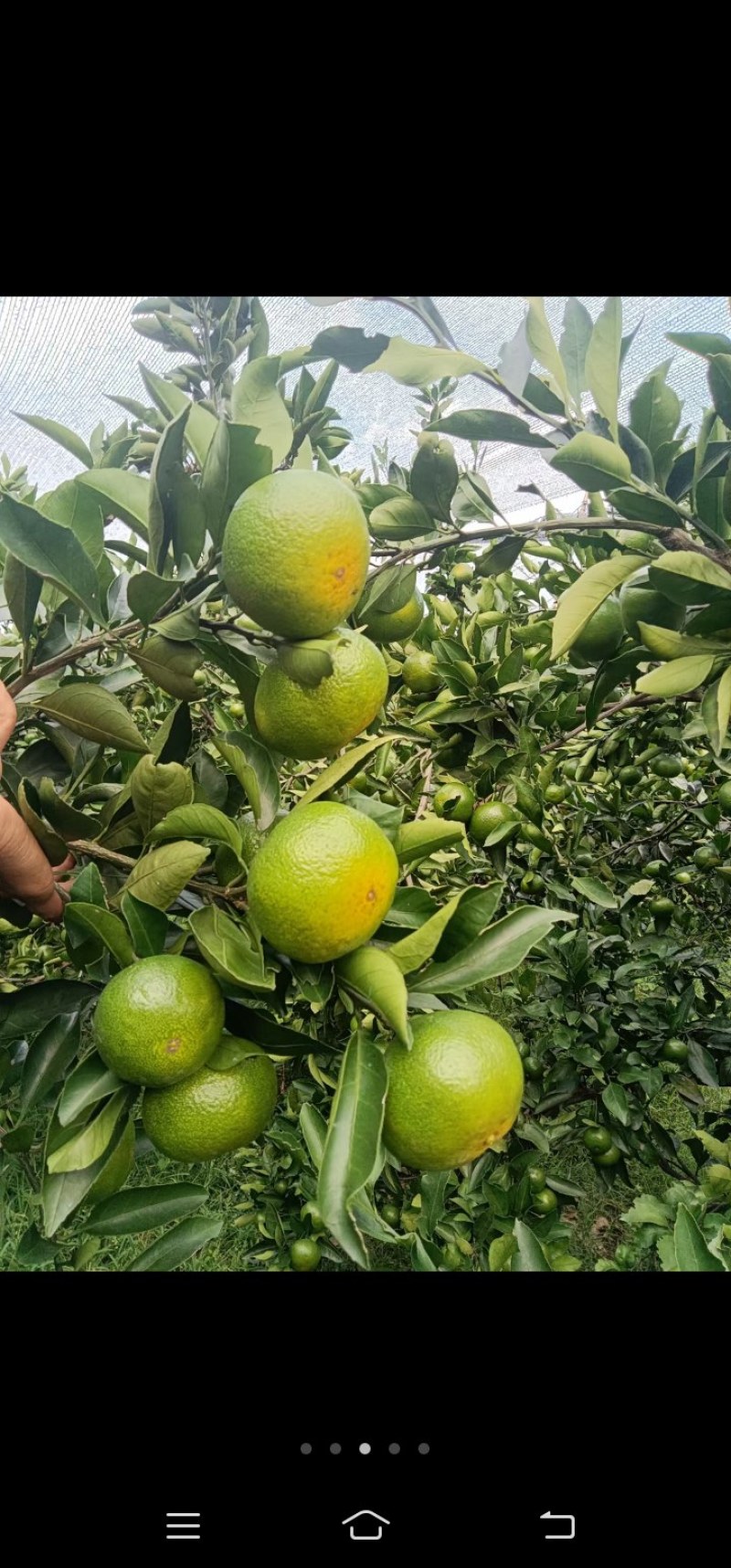 大芬四号中秋节可以上市了，口感很好，果面干净