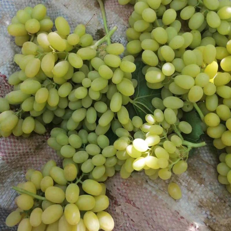 加工厂无核白，大量供应，货源充足。