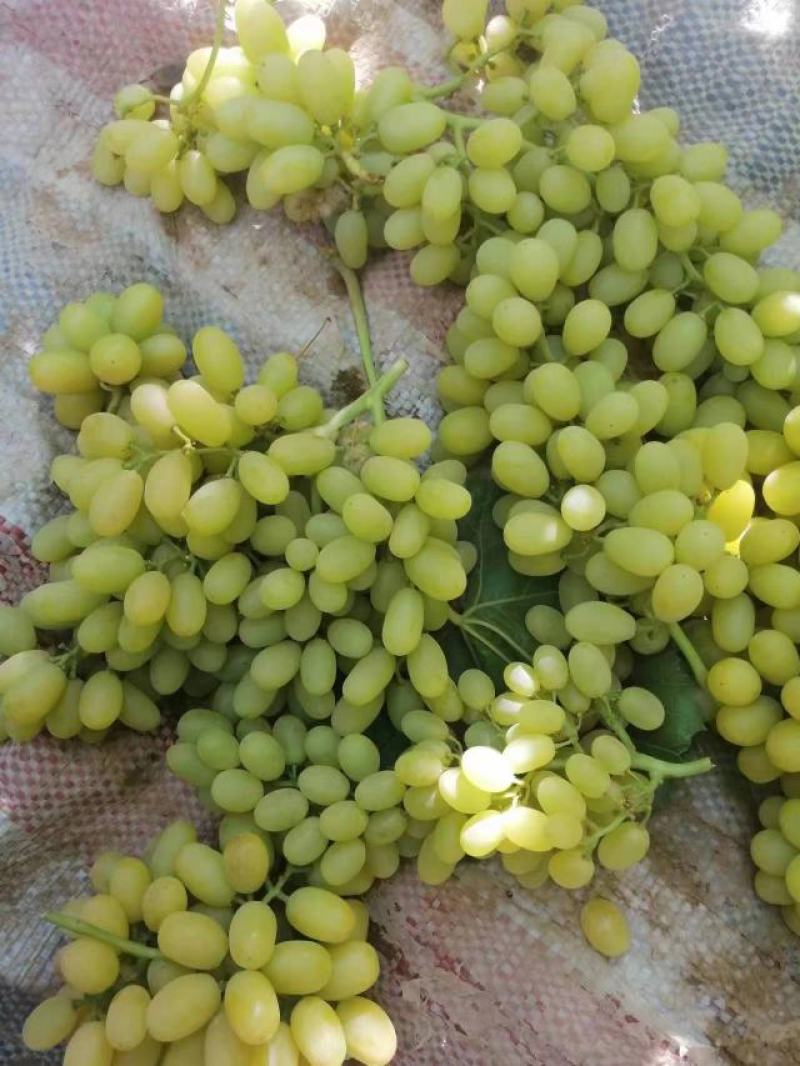 加工厂无核白，大量供应，货源充足。
