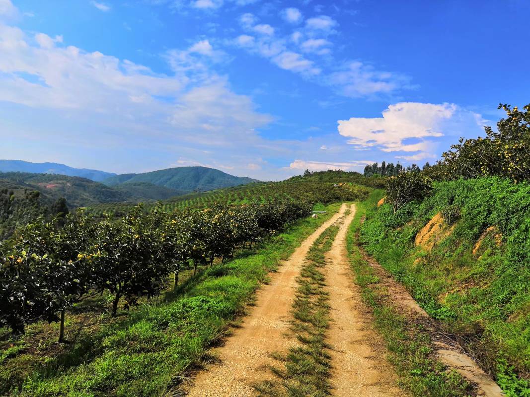 山间村落中一棵挂满橙红色柿子的老树，枝头可见几处绿色寄生植物