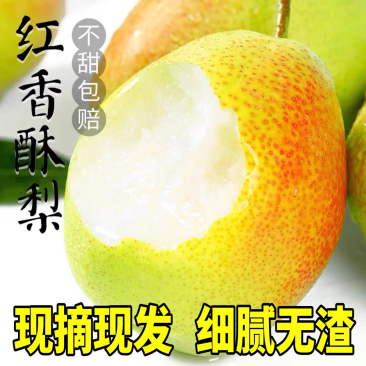 山西运城龙居美玉一抹红晕果库红香酥梨