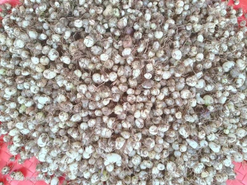 云南小圆白芨，糯白芨、小毛茨菇，季节性有货