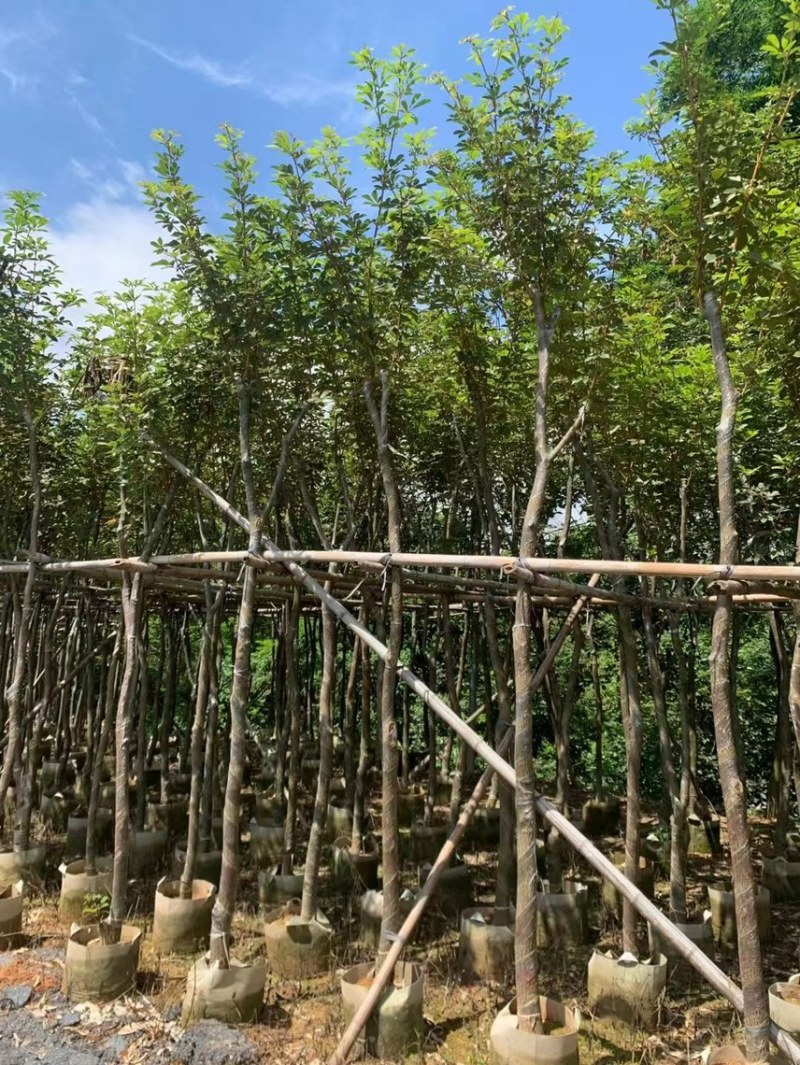 出售各种风玲木5-6-8-10～15公分都有货