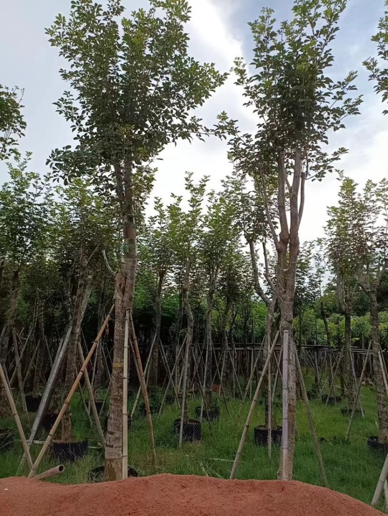 出售各种风玲木5-6-8-10～15公分都有货
