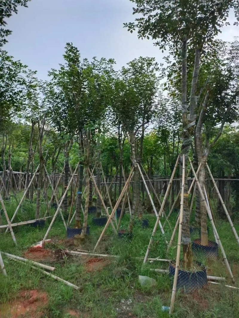 出售各种风玲木5-6-8-10～15公分都有货