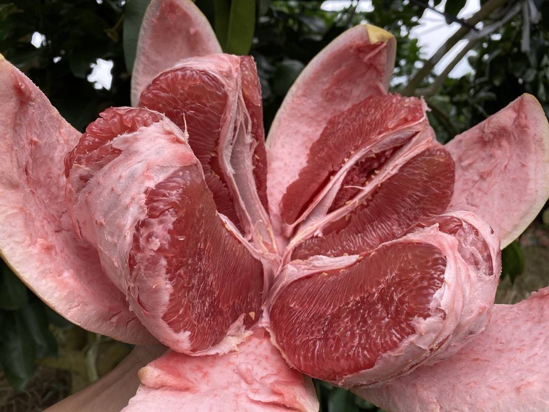 三红柚果肉切片展示