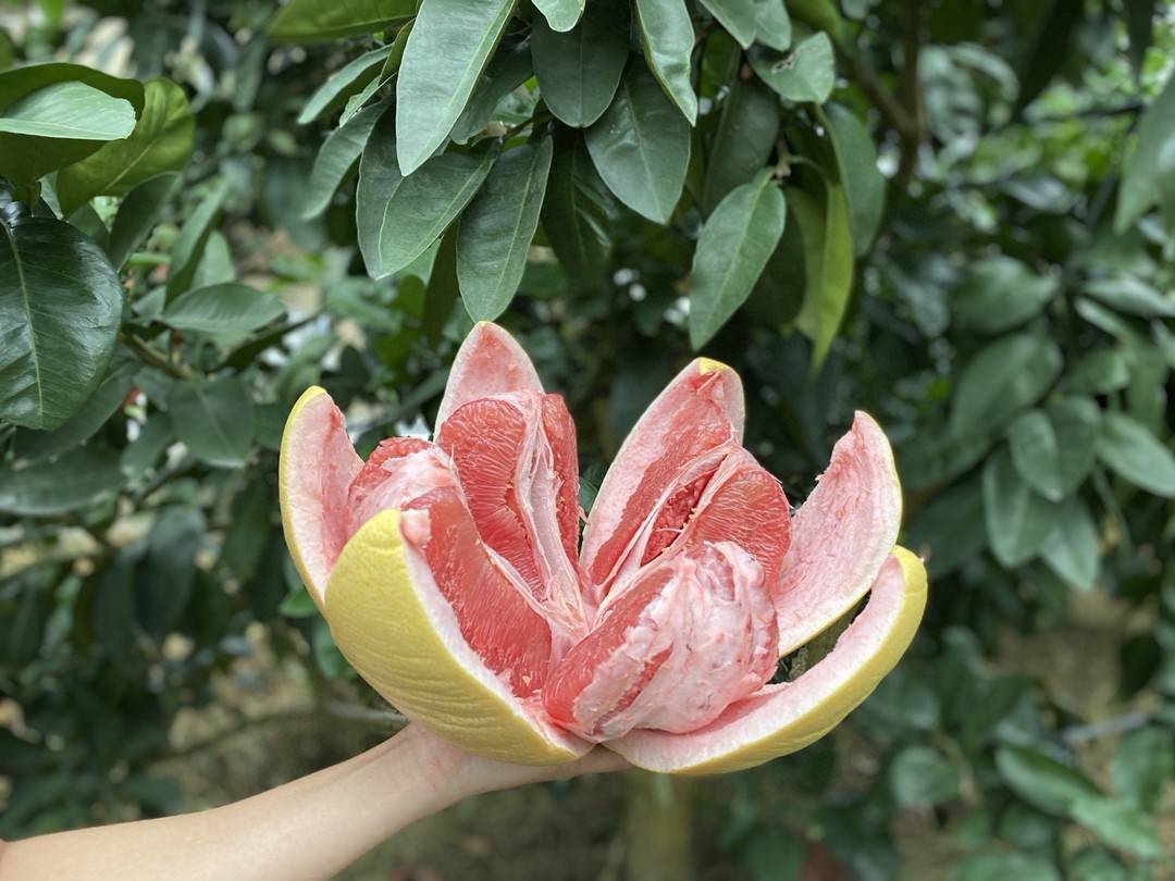 三红蜜柚特写