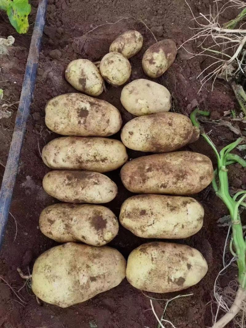 土豆V7土豆黄皮黄心大量上市量大从优欢迎来电