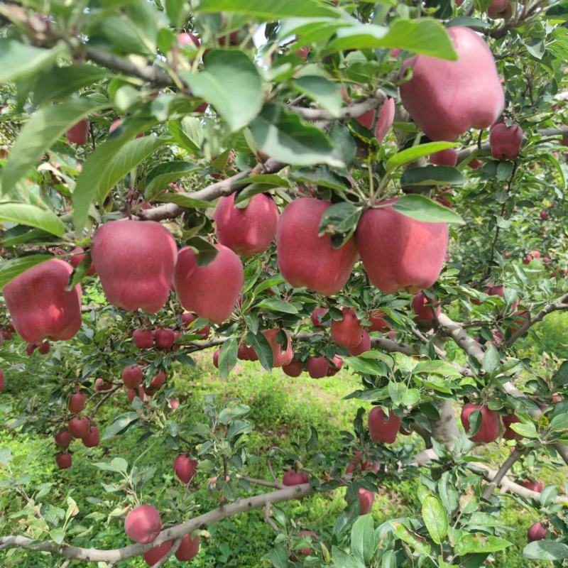 甘肃花牛苹果