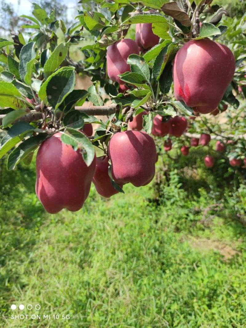 甘肃花牛苹果