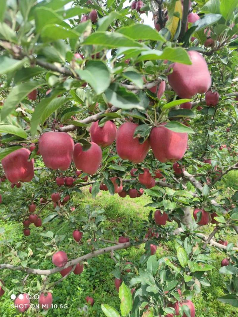 甘肃花牛苹果