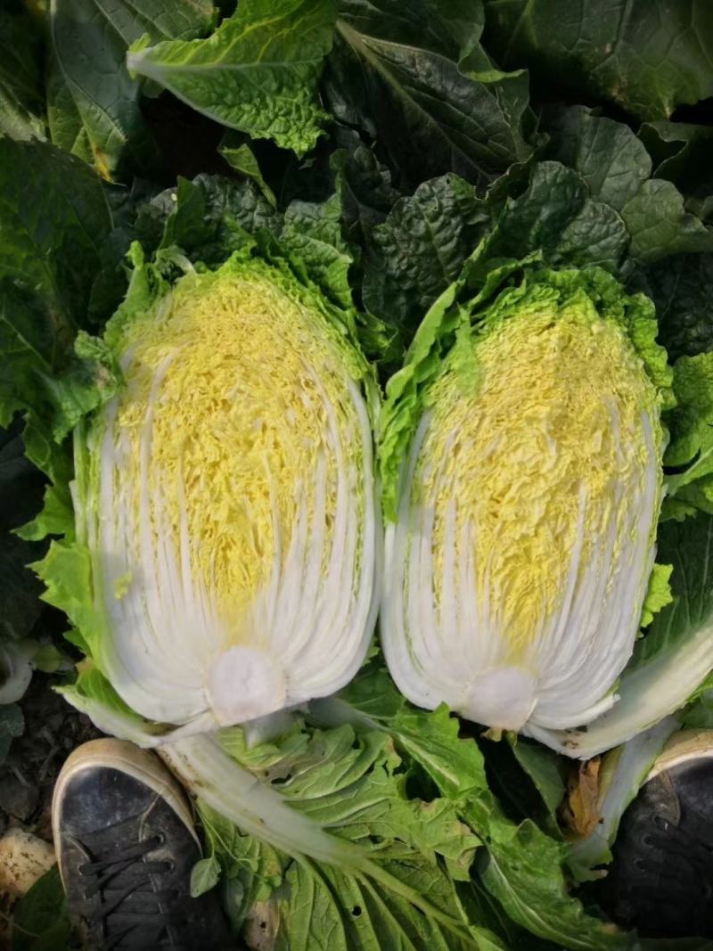 【牛商商家】精品东北黄心包心菜，货源充足，产地发货，质量保证