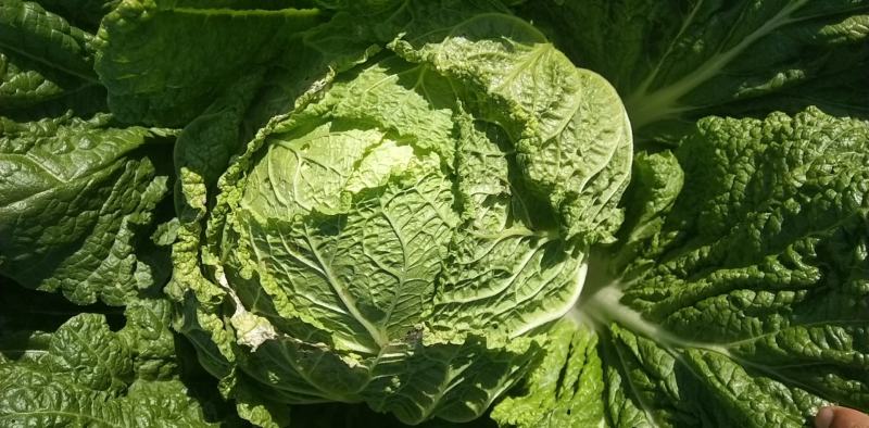 【牛商商家】精品东北黄心包心菜，货源充足，产地发货，质量保证