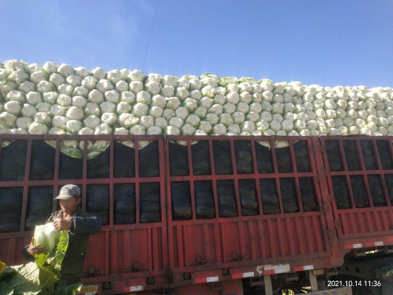 【牛商商家】精品东北黄心包心菜，货源充足，产地发货，质量保证