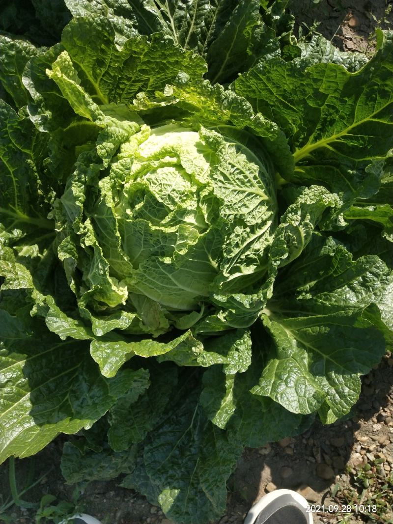 【牛商商家】精品东北黄心包心菜，货源充足，产地发货，质量保证