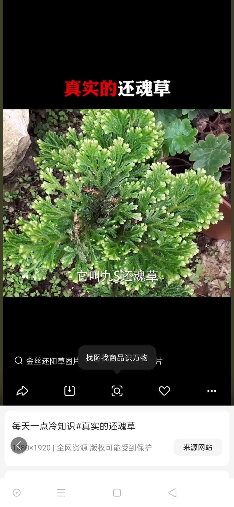 还魂草