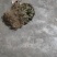 还魂草
