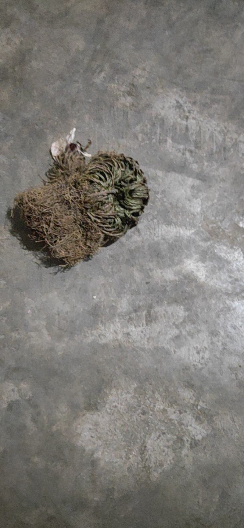 还魂草