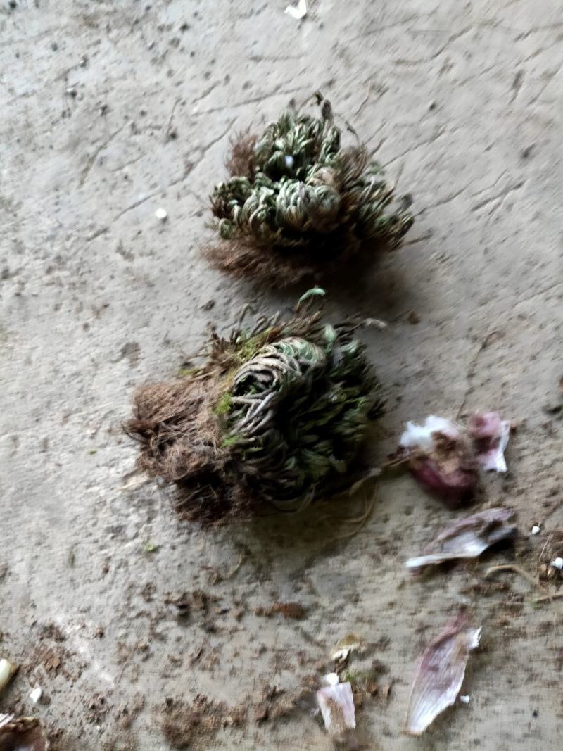 还魂草