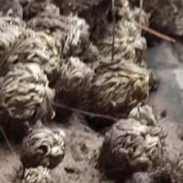 还魂草