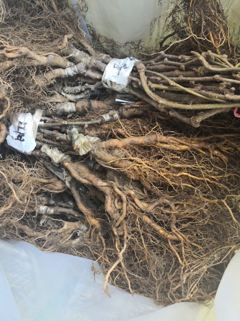 翠香猕猴桃苗嫁接苗陕西猕猴桃苗批发大量供应有需要欢迎致电
