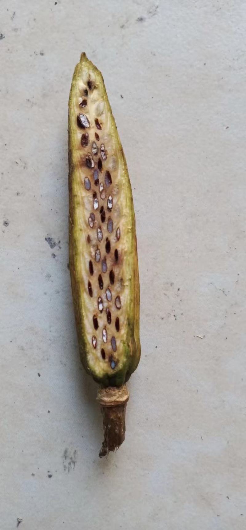 鹅掌楸种子（马褂木）