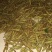 鹅掌楸种子（马褂木）
