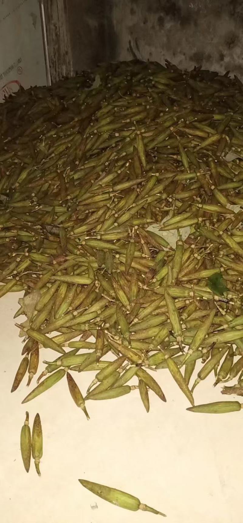 鹅掌楸种子（马褂木）