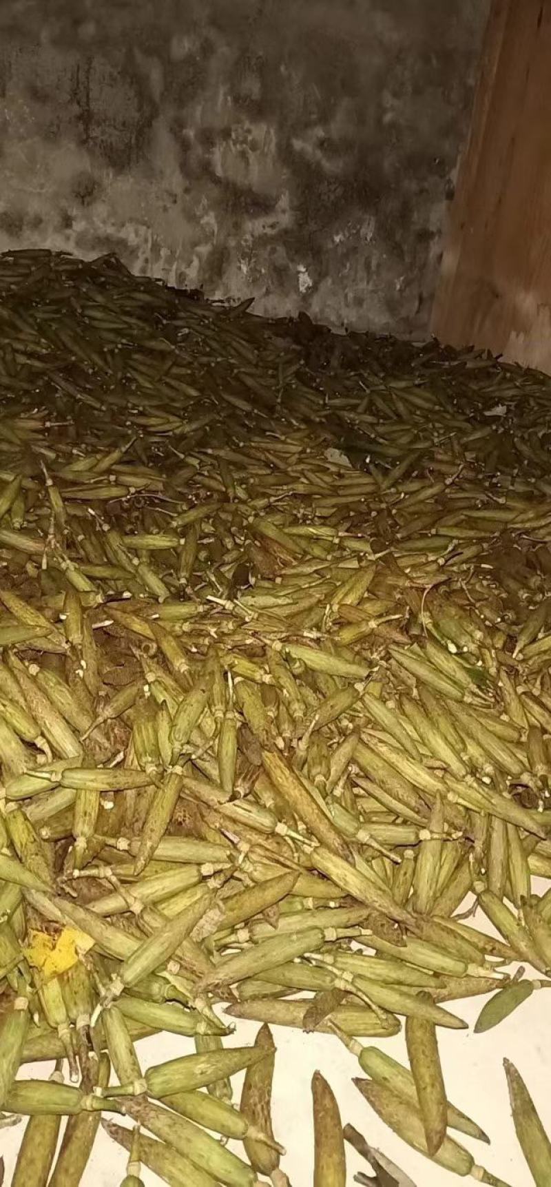 鹅掌楸种子（马褂木）