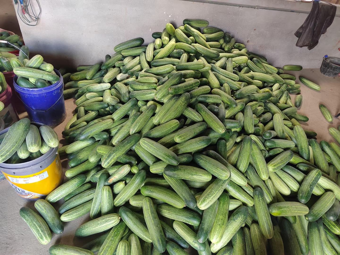 消费者在市场挑选带花黄瓜场景