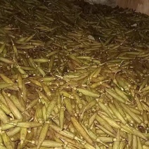 鹅掌楸种子（马褂木）