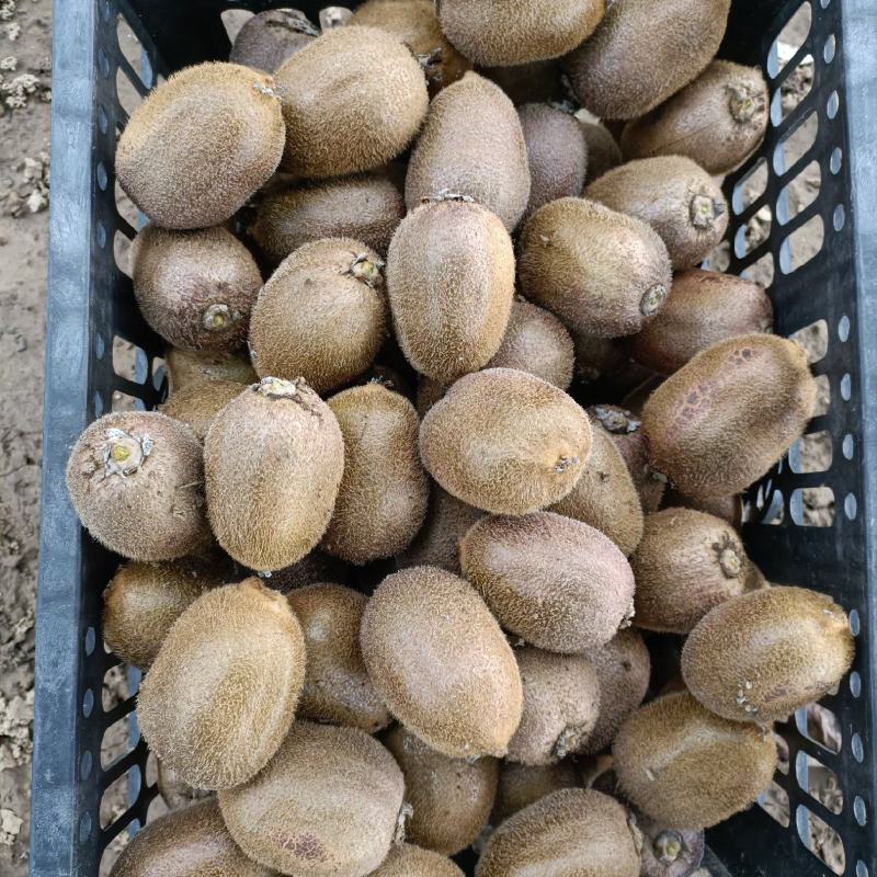 精品徐香猕猴桃，100克到130占70%