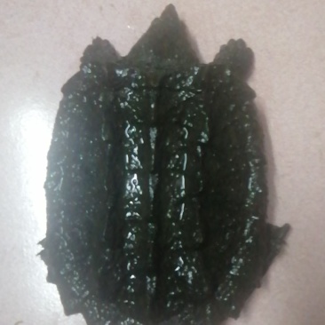 大鳄龟一只