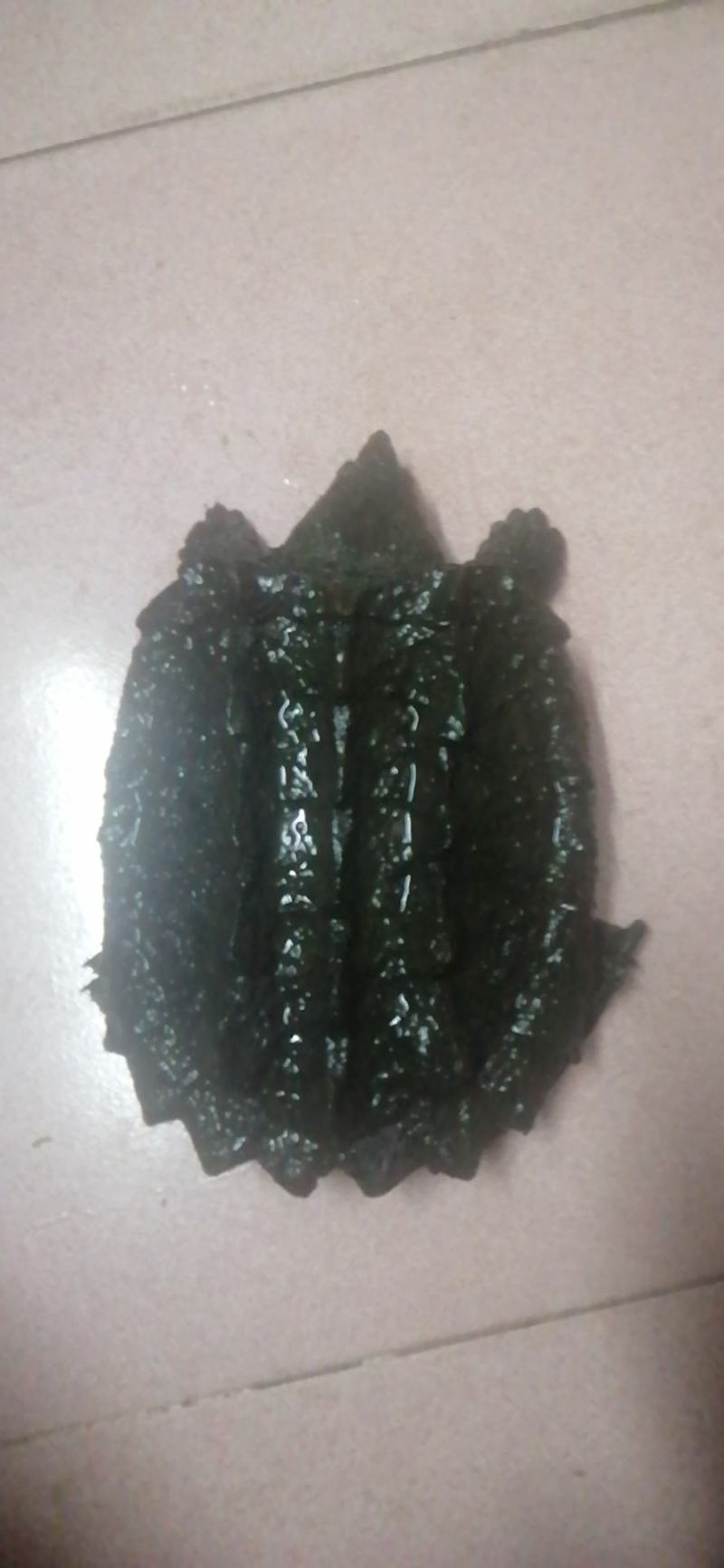 大鳄龟一只