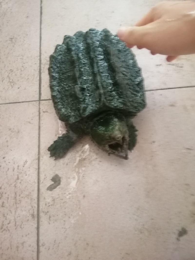 大鳄龟一只