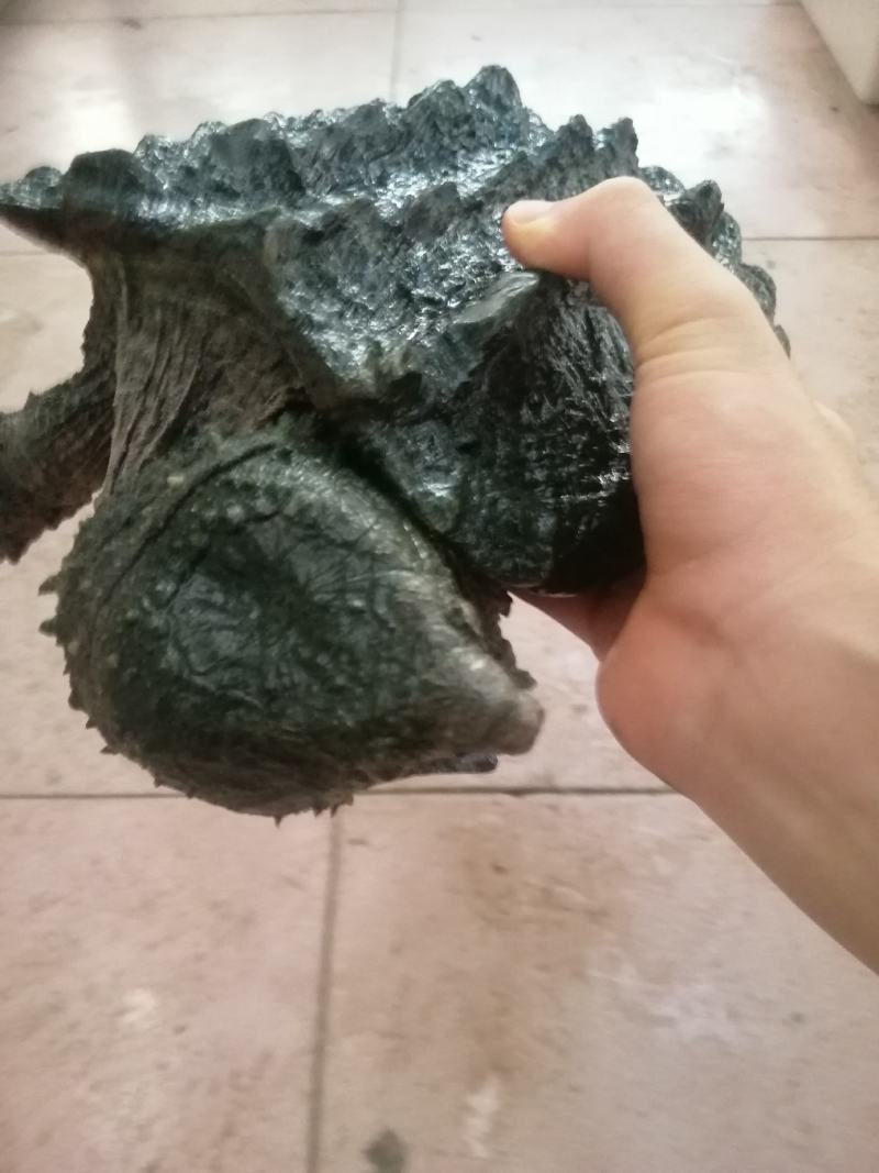 大鳄龟一只