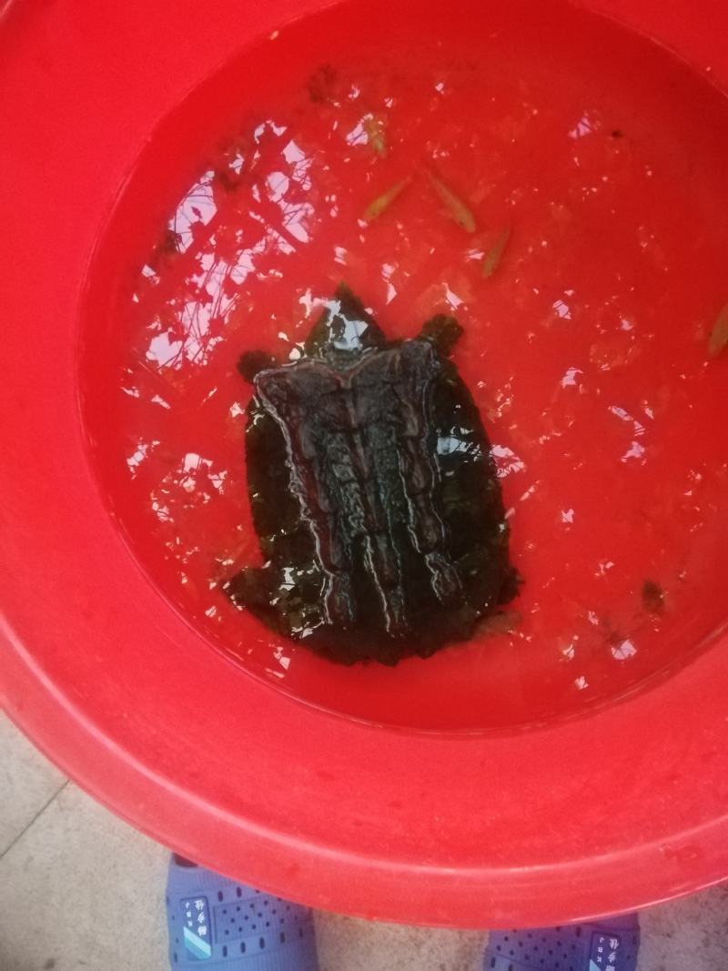 大鳄龟一只