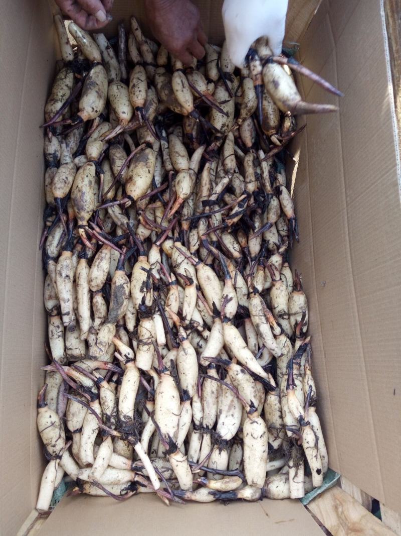 藕苗巨无霸藕种苗粉藕种苗高产食用莲藕种苗浅水深水种植