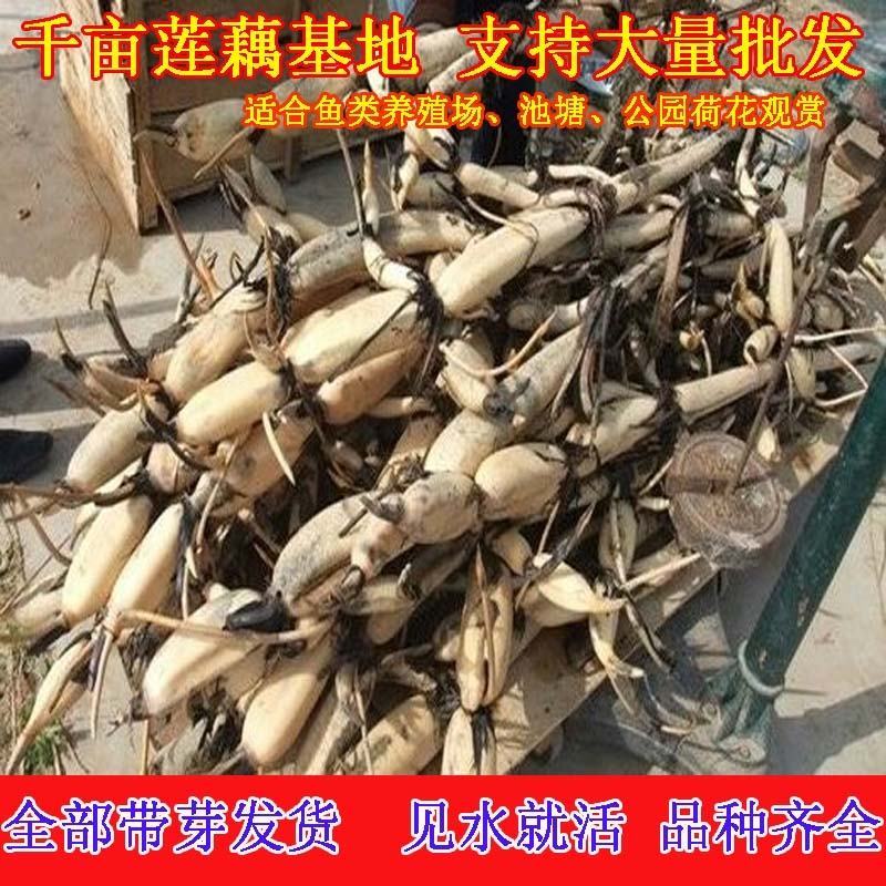 藕苗巨无霸藕种苗粉藕种苗高产食用莲藕种苗浅水深水种植