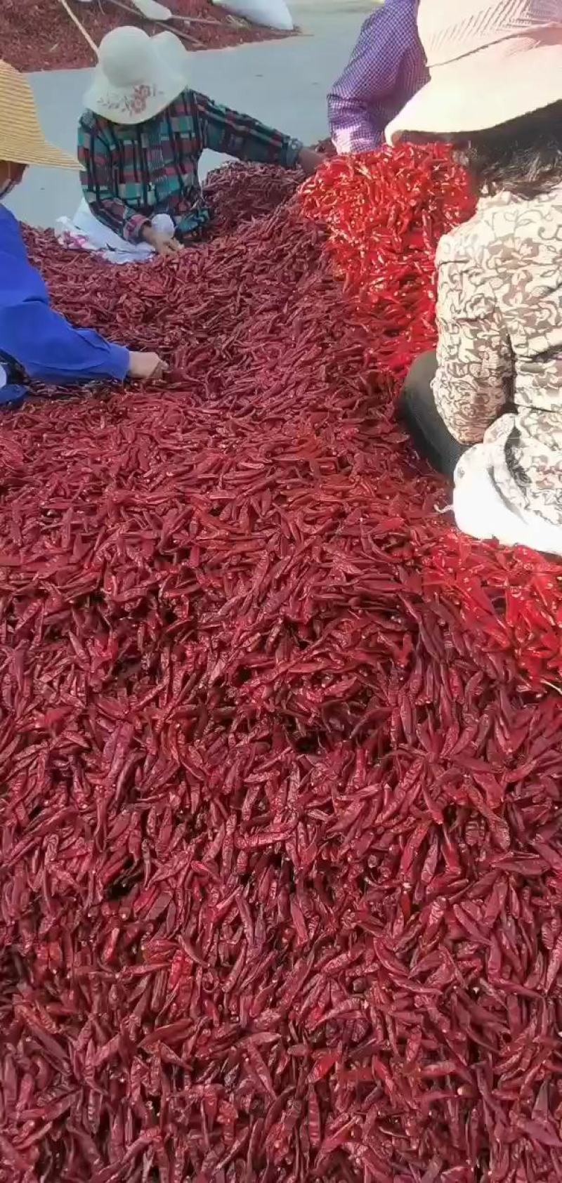 新辣椒上市