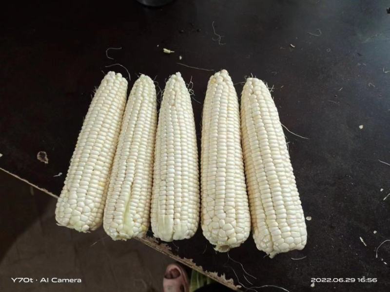 万糯2000。水果玉米大量上市价格便宜需要的老板欢迎电联